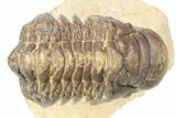 Crotalocephalina Trilobite - Lghaft, Morocco #273875-2